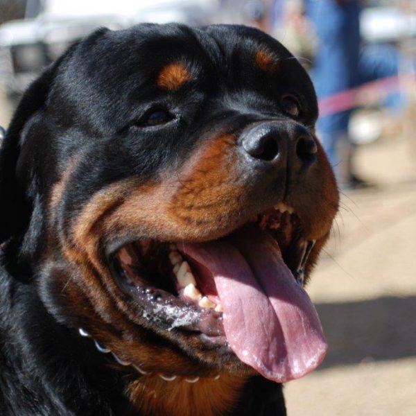 Male Rottweilers